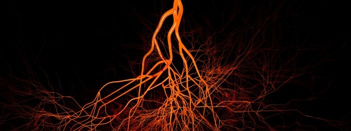 Network of veins